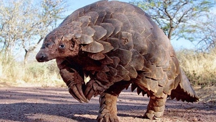 Unusual Animals: Pangolin