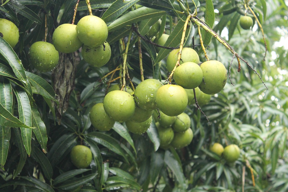 mangoes- king of all fruits